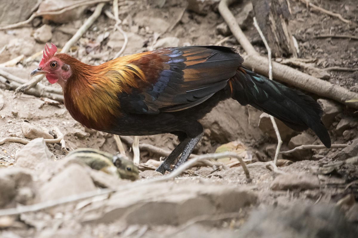 Red Junglefowl - ML217766371