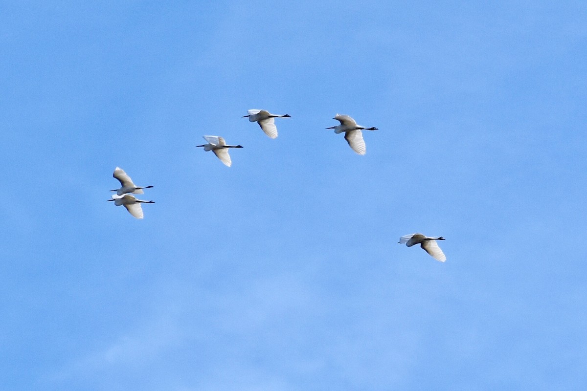 Great Egret - ML217766791