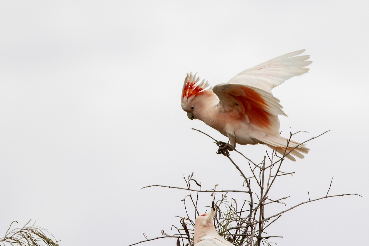 Pink Cockatoo - ML217766921