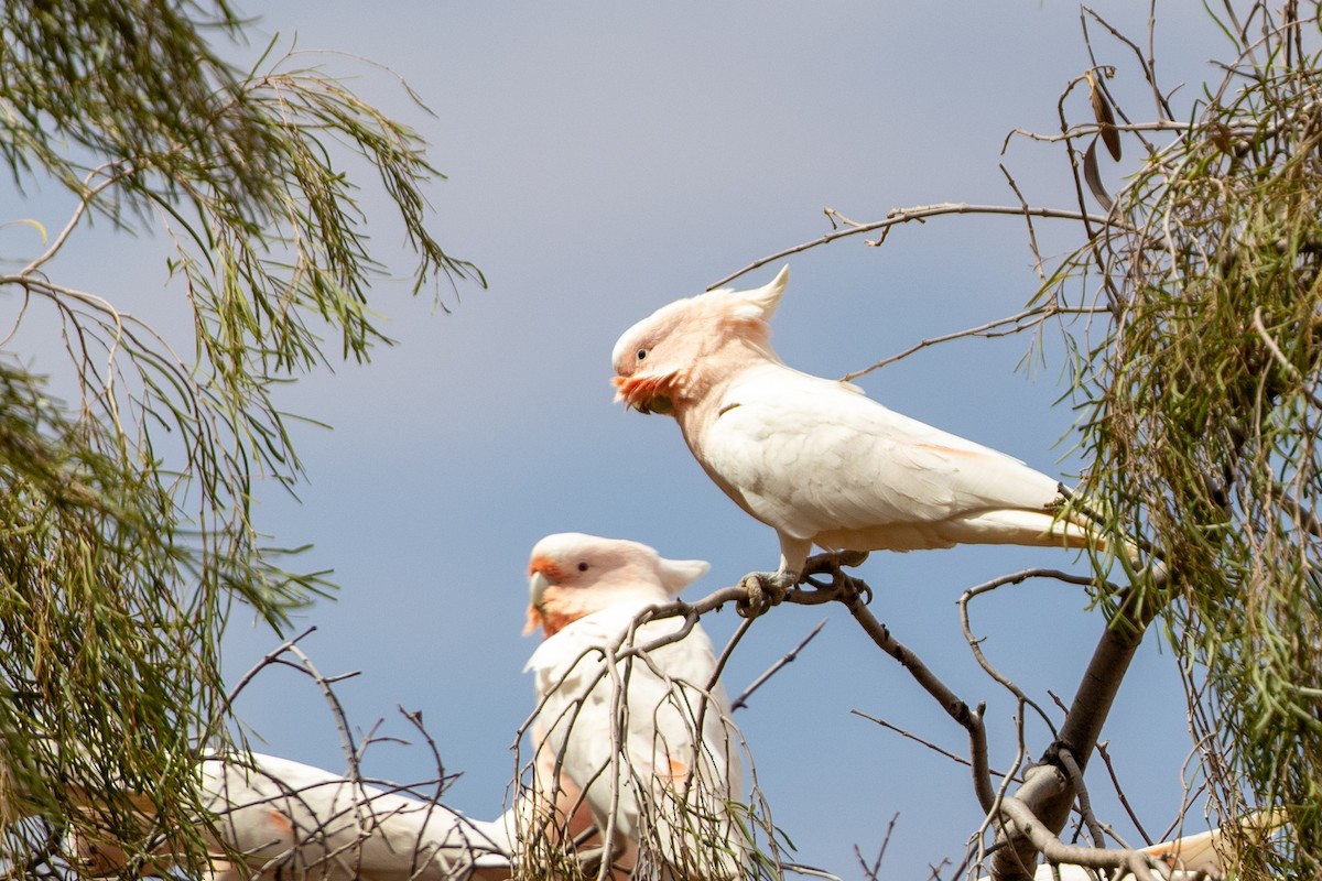 Pink Cockatoo - ML217766931