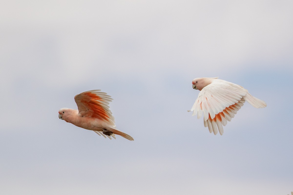 Pink Cockatoo - ML217766991