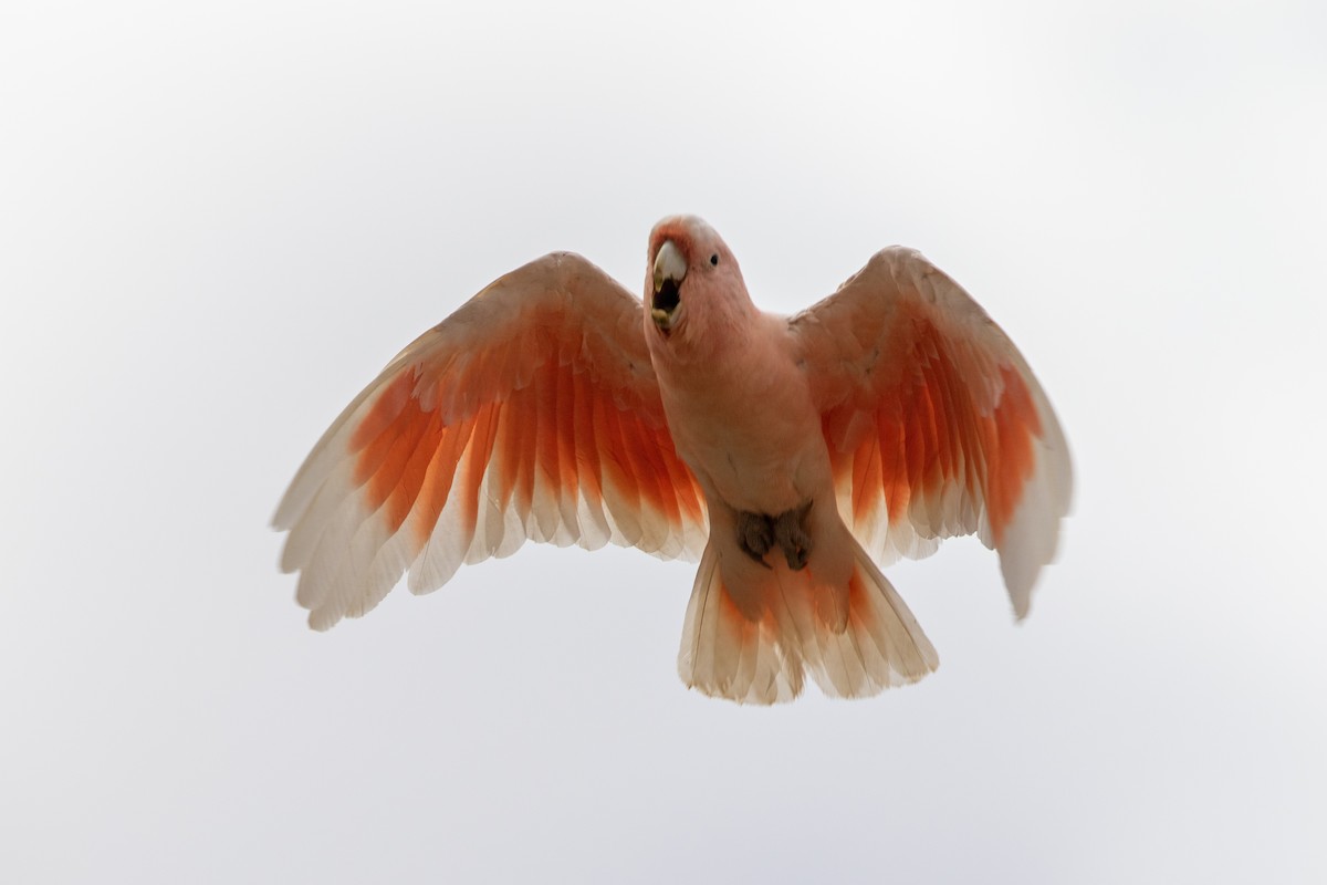 Pink Cockatoo - ML217767001