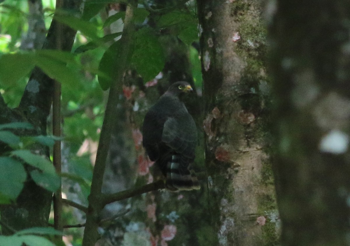 Roadside Hawk - ML217767721