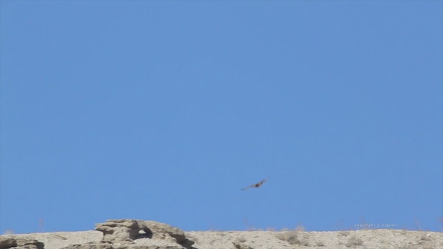 Rough-legged Hawk - ML217769461