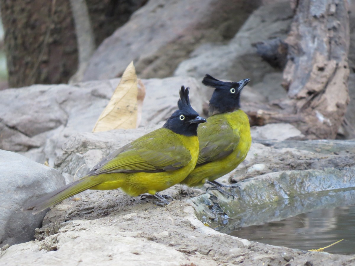 Black-crested Bulbul - ML217769591