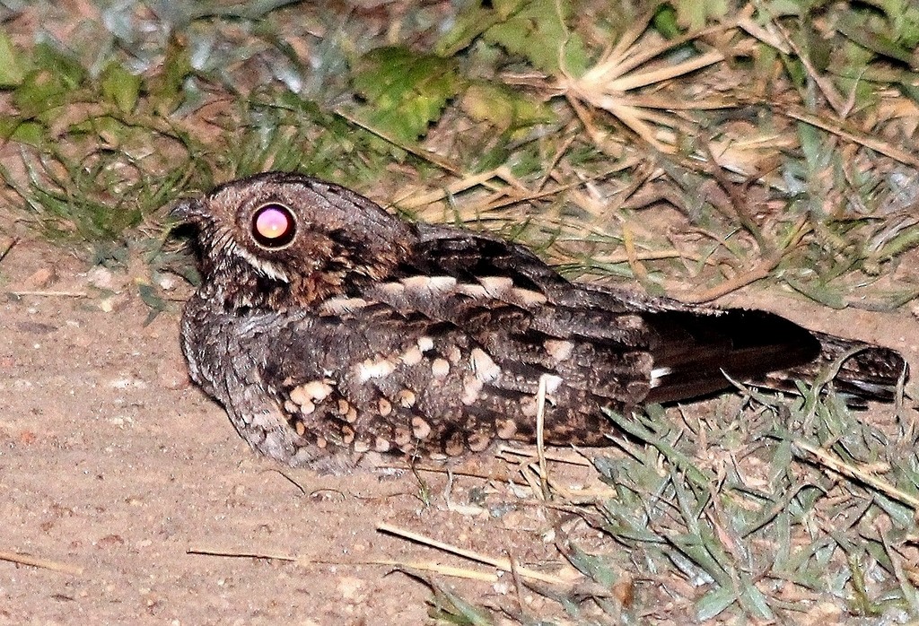 Little Nightjar - ML217770281