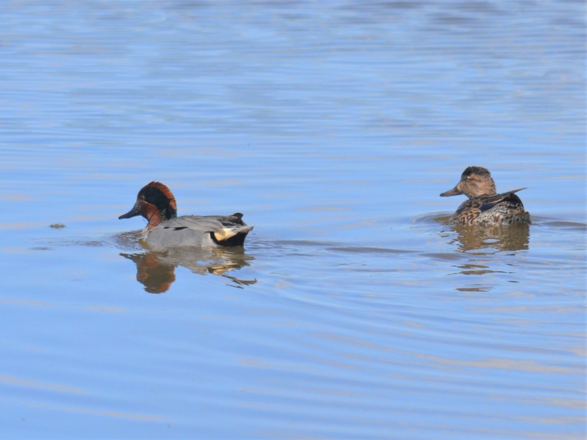 Green-winged Teal - ML217770531