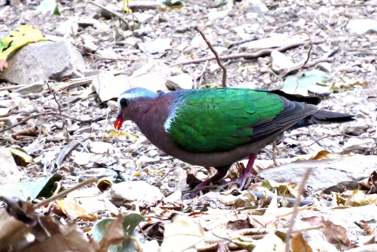 Asian Emerald Dove - ML217770911