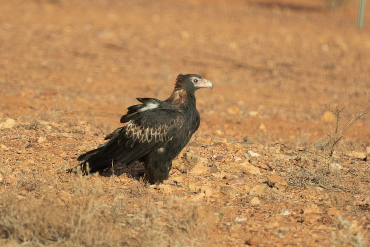Wedge-tailed Eagle - Cory Gregory
