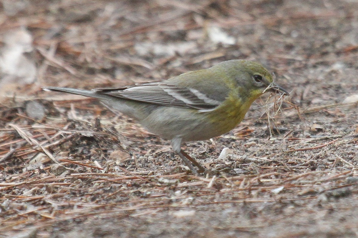 Pine Warbler - ML217771211