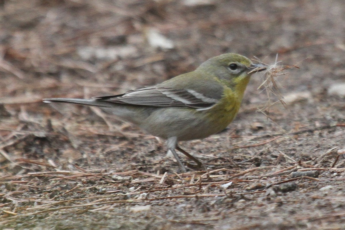 Pine Warbler - ML217771221