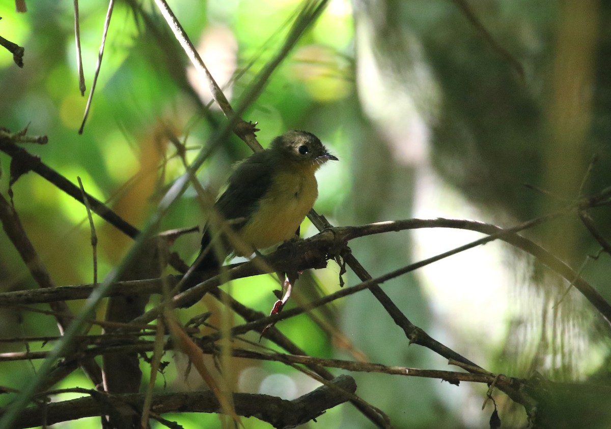 Black-tailed Flycatcher (Buff-rumped) - ML217771891