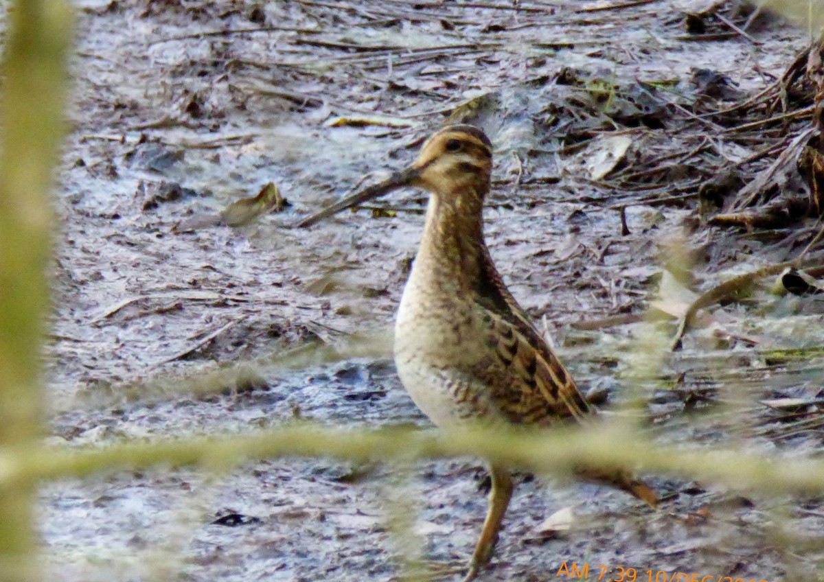 Latham's Snipe - ML21777201