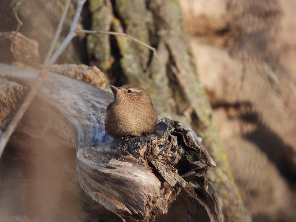 Winter Wren - ML217772261