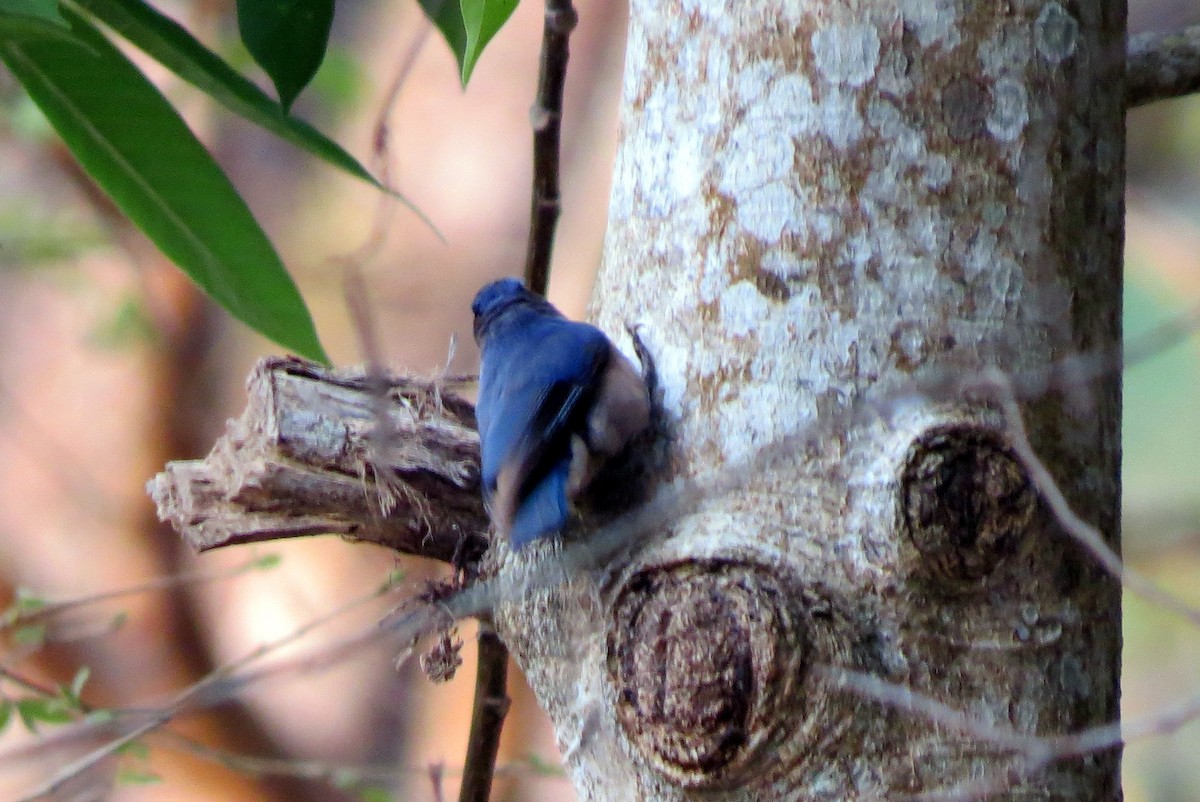 Velvet-fronted Nuthatch - ML217773321