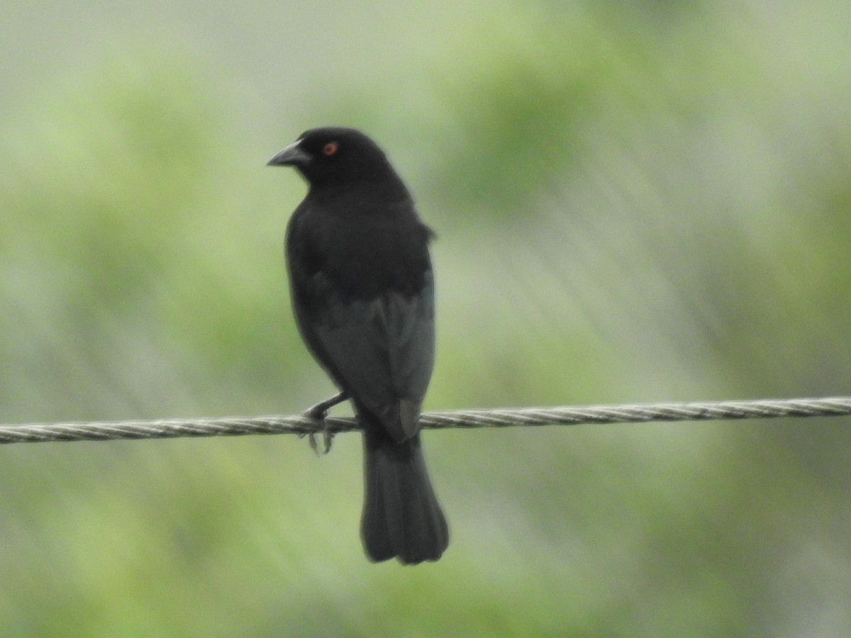 Bronzed Cowbird - ML217773331