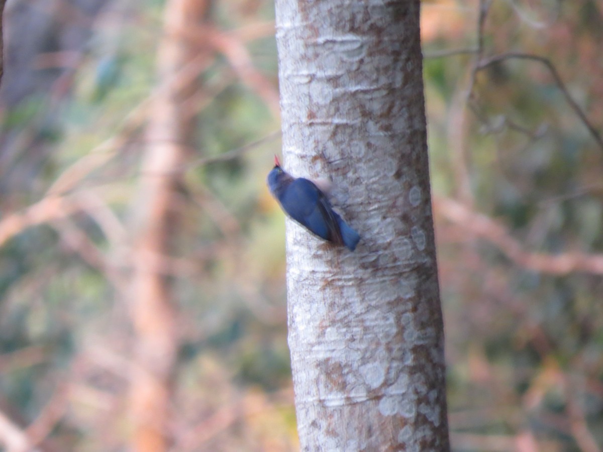 Velvet-fronted Nuthatch - ML217773351