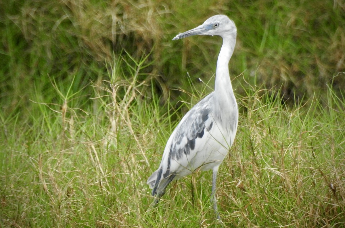 Little Blue Heron - ML217775301