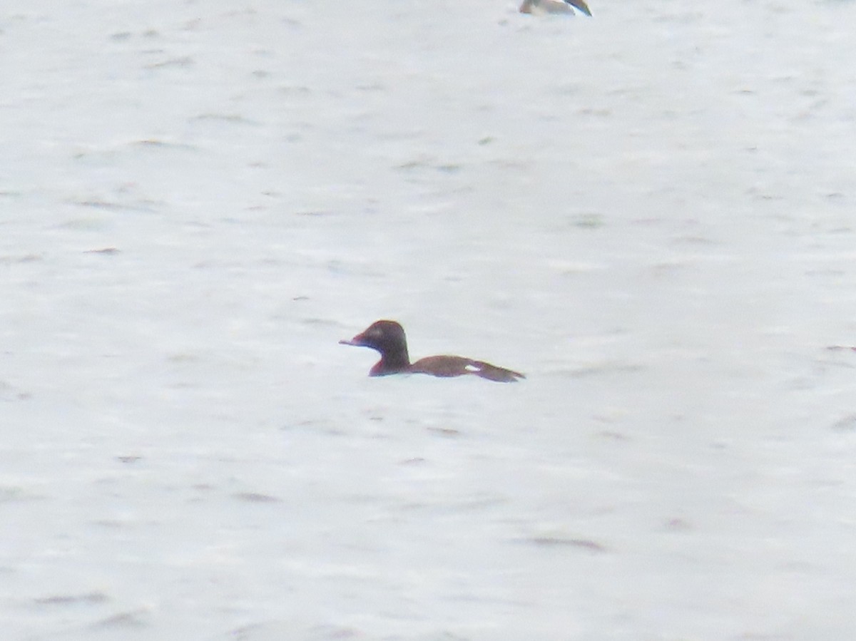 White-winged Scoter - ML217776681