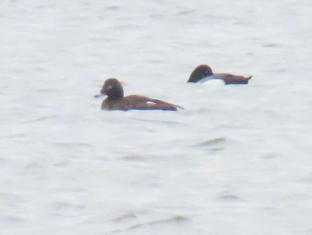 White-winged Scoter - ML217776731