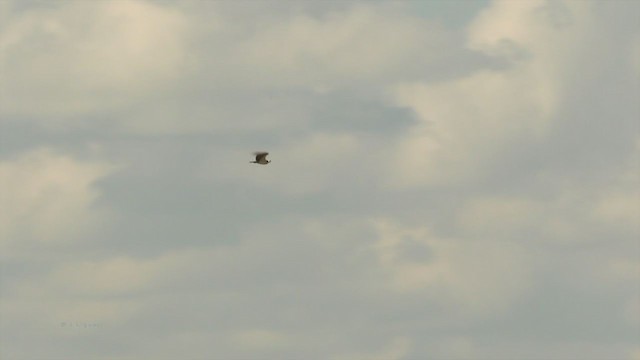 Osprey (carolinensis) - ML217777091