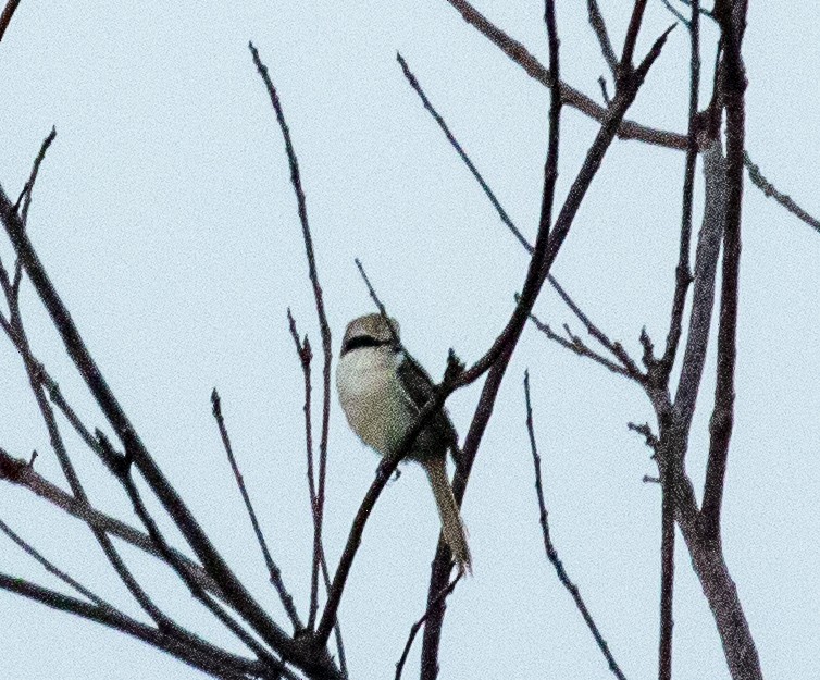 Brown Shrike - ML217777881