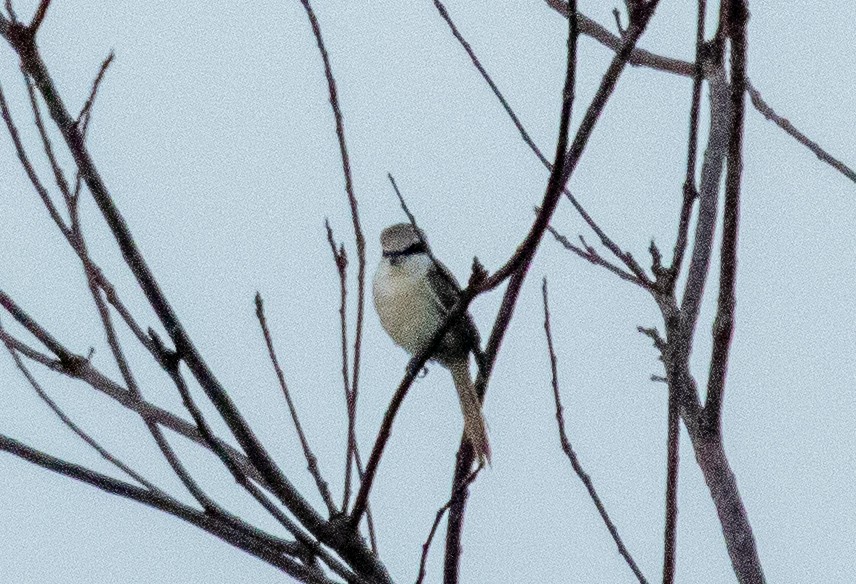 Brown Shrike - ML217778021