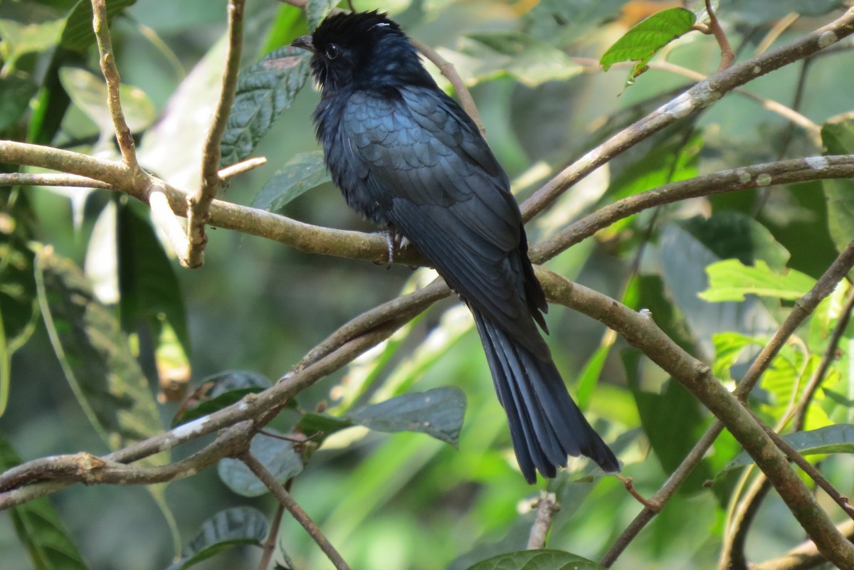 Square-tailed Drongo-Cuckoo - ML217778391