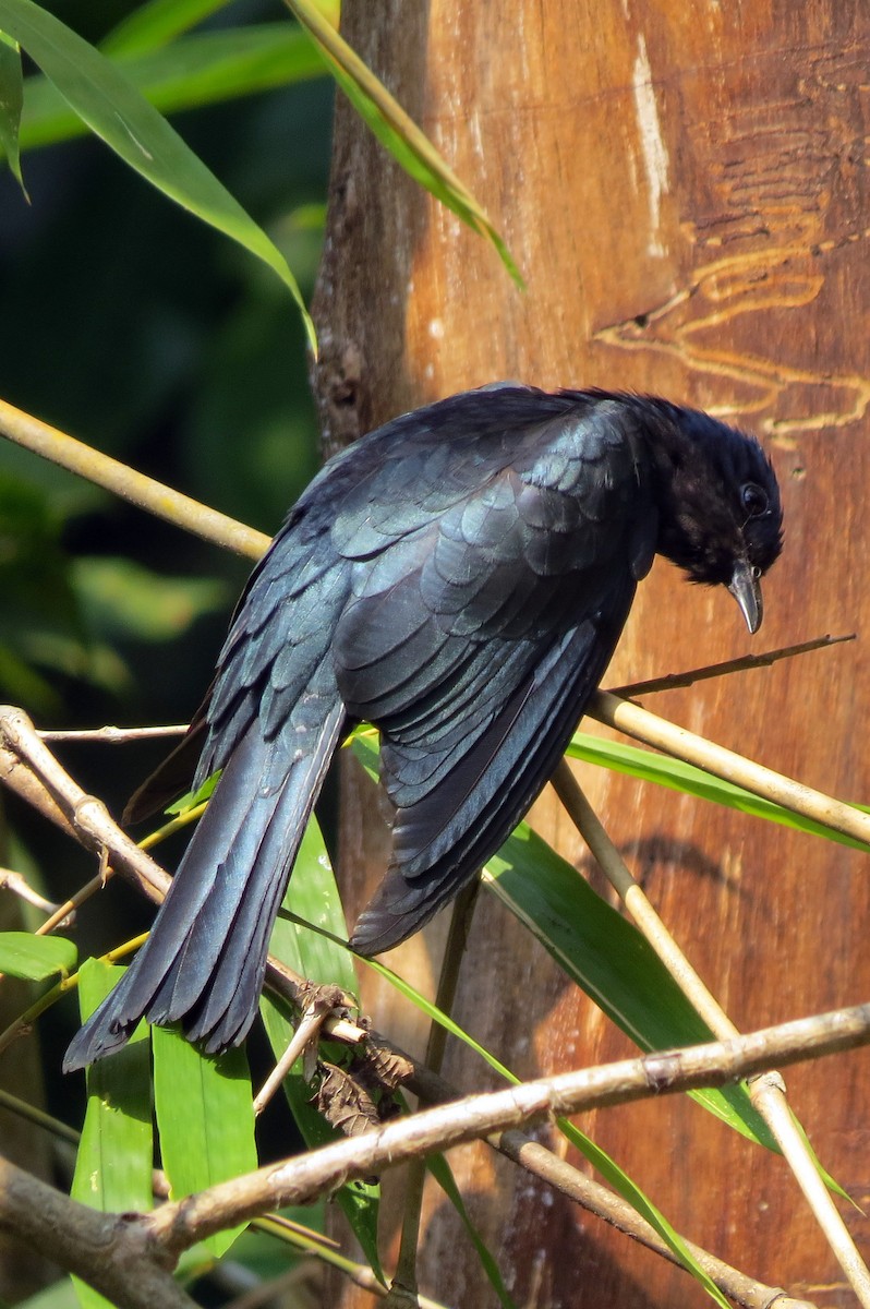 Square-tailed Drongo-Cuckoo - ML217778401