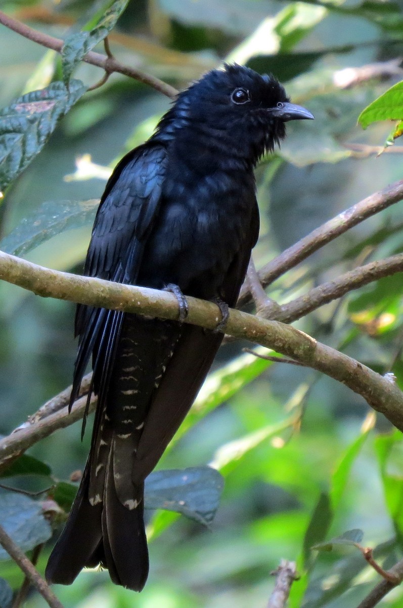 Square-tailed Drongo-Cuckoo - ML217778681