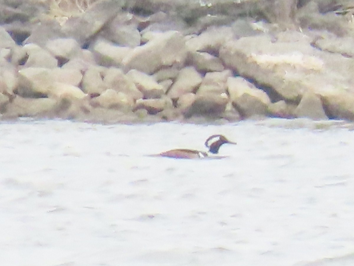 Hooded Merganser - J Reinhard