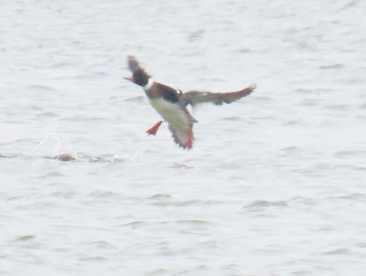 Red-breasted Merganser - J Reinhard