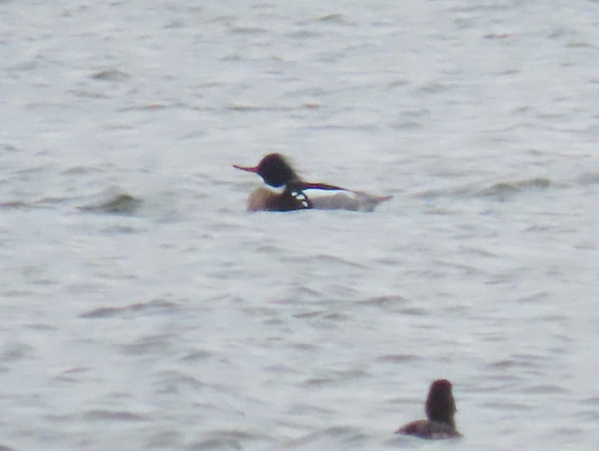 Red-breasted Merganser - ML217779811