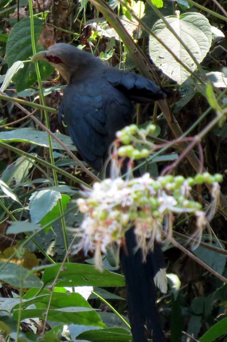 Green-billed Malkoha - ML217780451