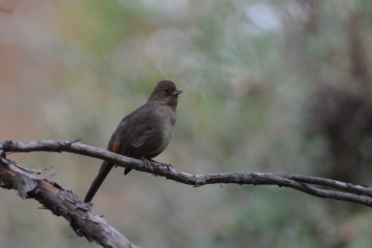 California Towhee - David Rankin