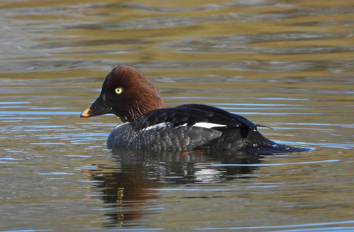 Common Goldeneye - ML217780961