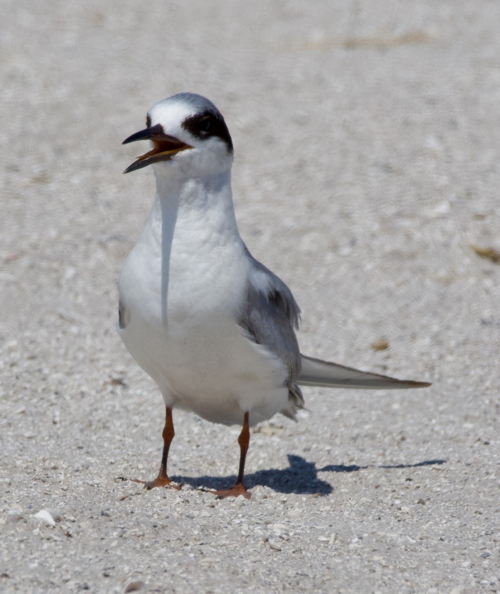 Forster's Tern - wendy ambrefe