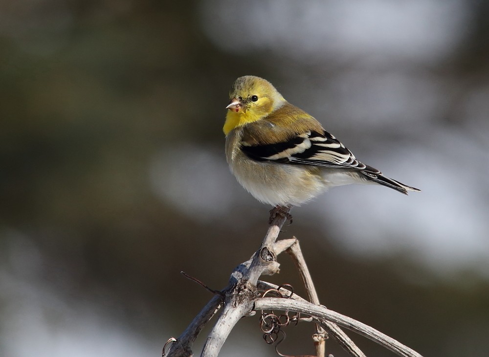 American Goldfinch - Josée Rousseau