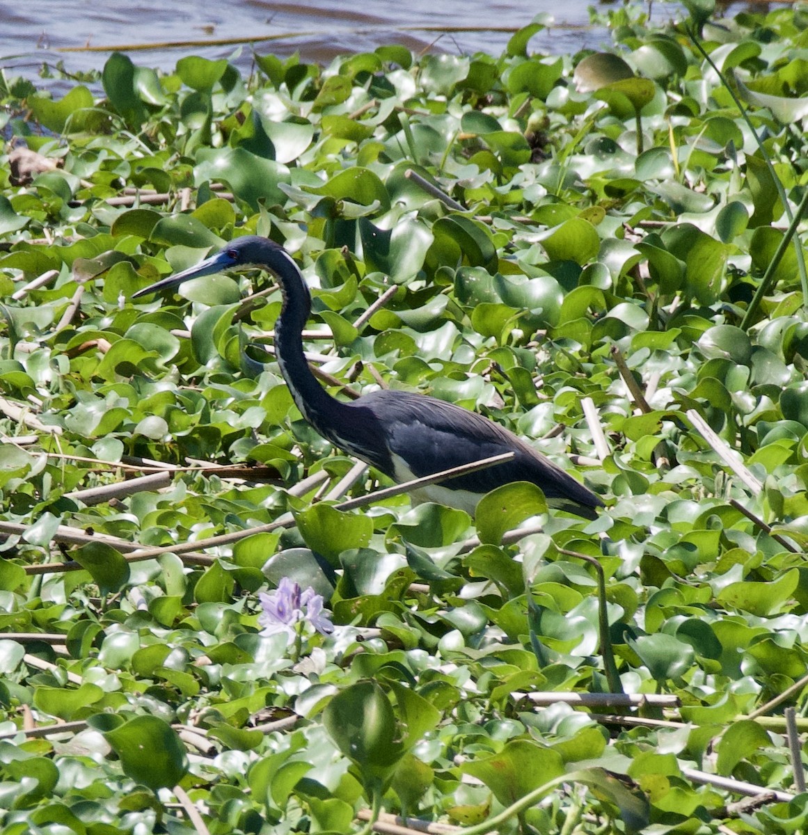 Tricolored Heron - ML217783511