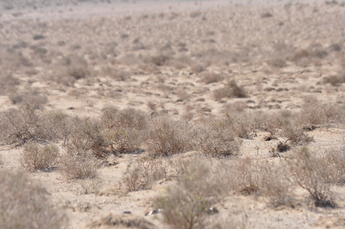 African Houbara - ML217784591