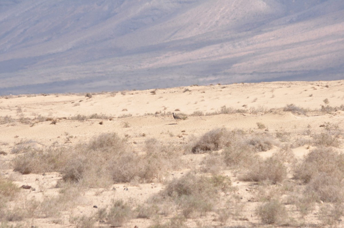 African Houbara - ML217784651