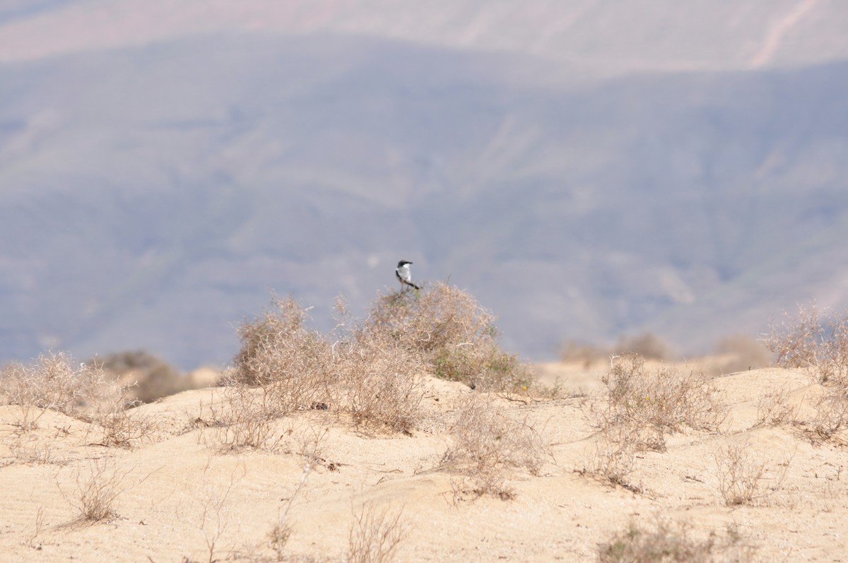 Great Gray Shrike - ML217784881