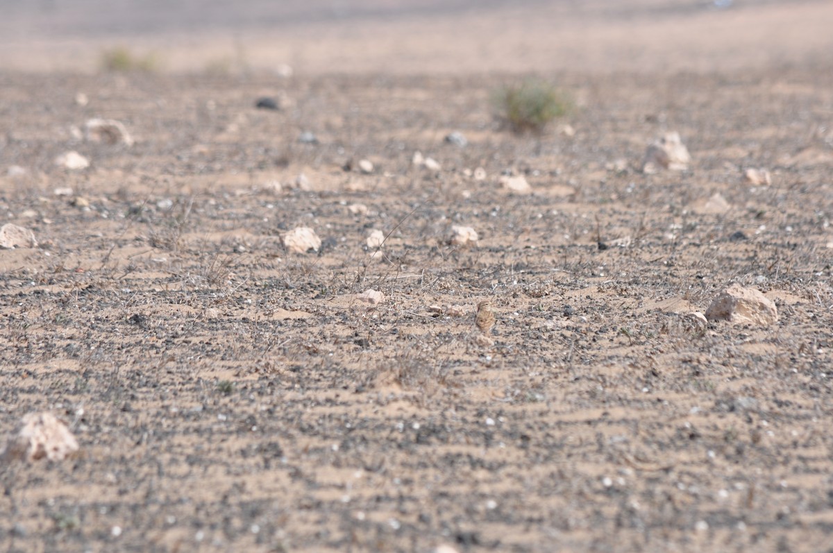 Mediterranean Short-toed Lark - ML217785191