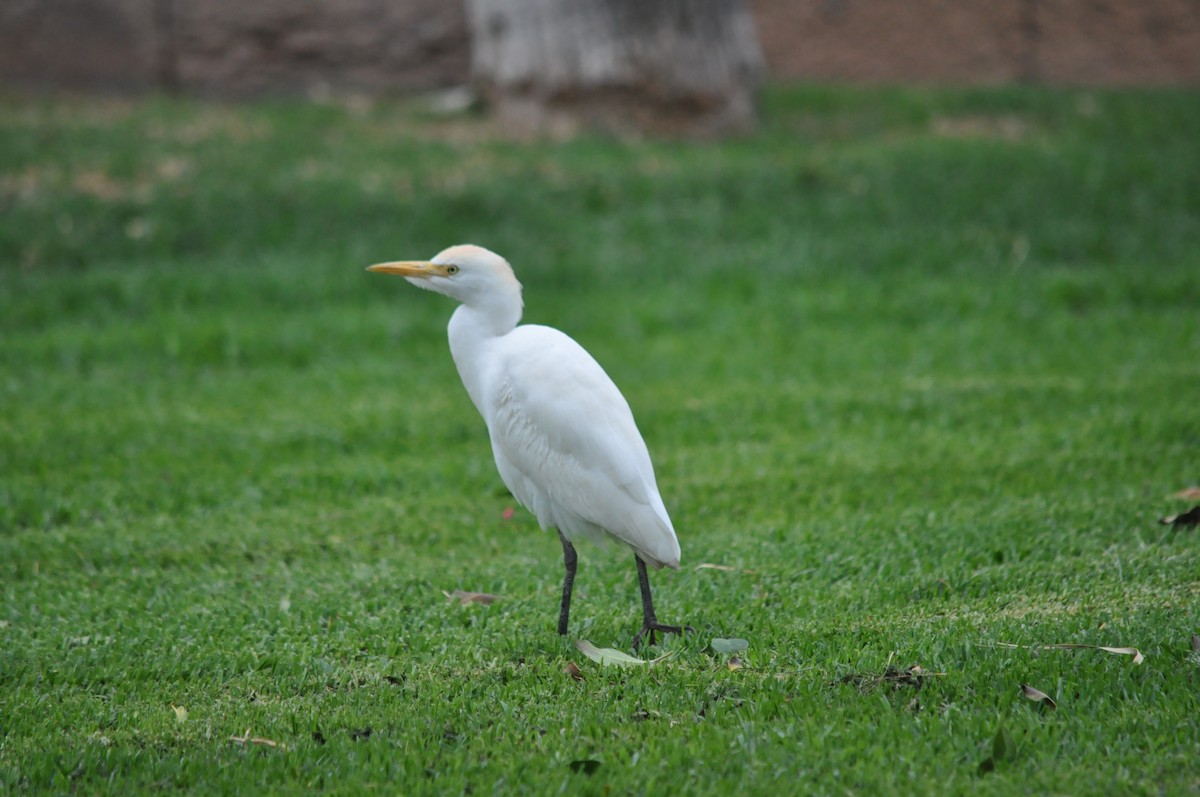 Western Cattle-Egret - ML217786251