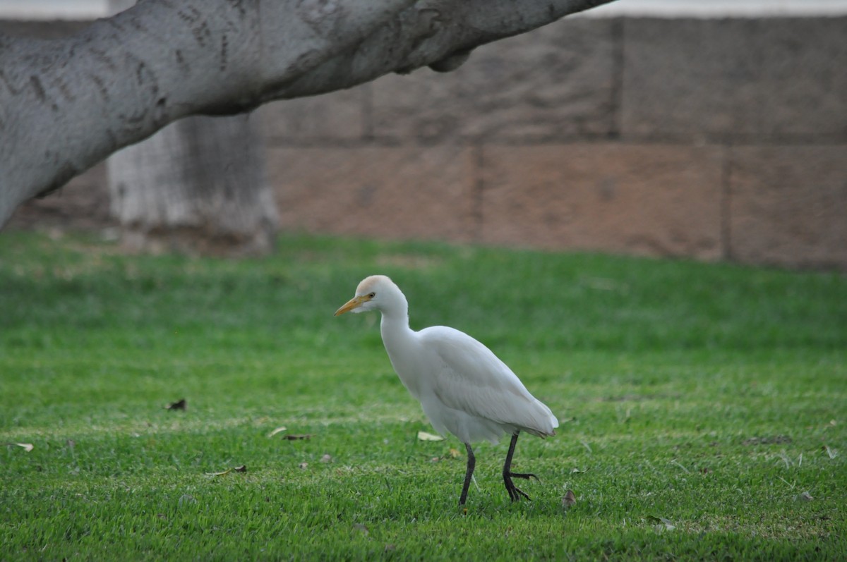 Western Cattle-Egret - ML217786761