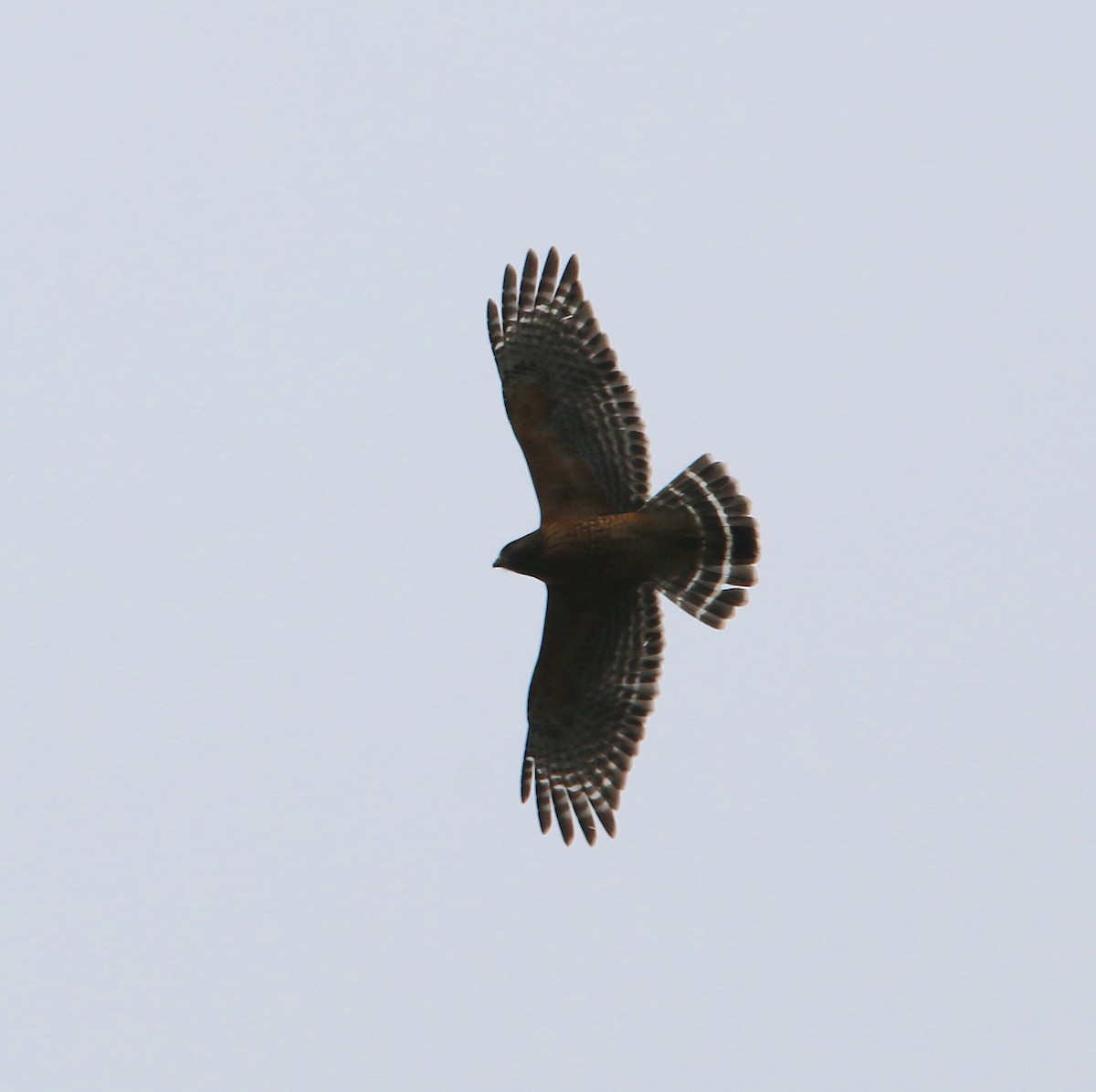 Red-shouldered Hawk - ML217787021