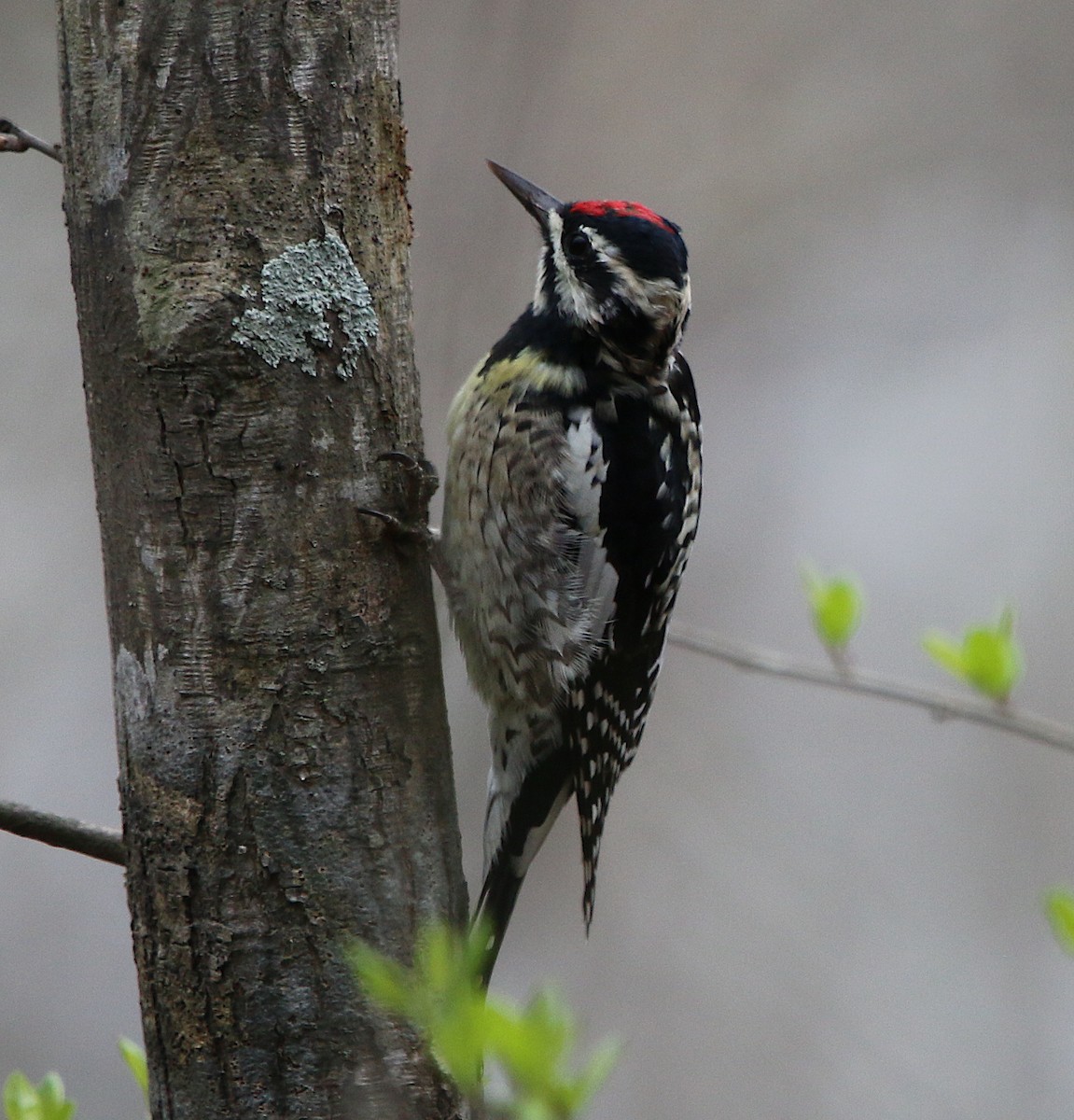 Yellow-bellied Sapsucker - ML217787051