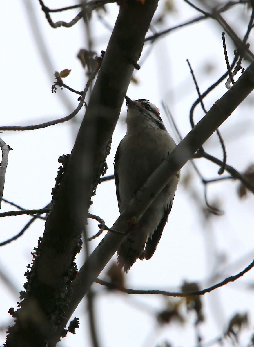 Downy Woodpecker - ML217787231