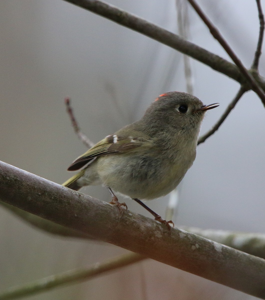 Ruby-crowned Kinglet - ML217787531