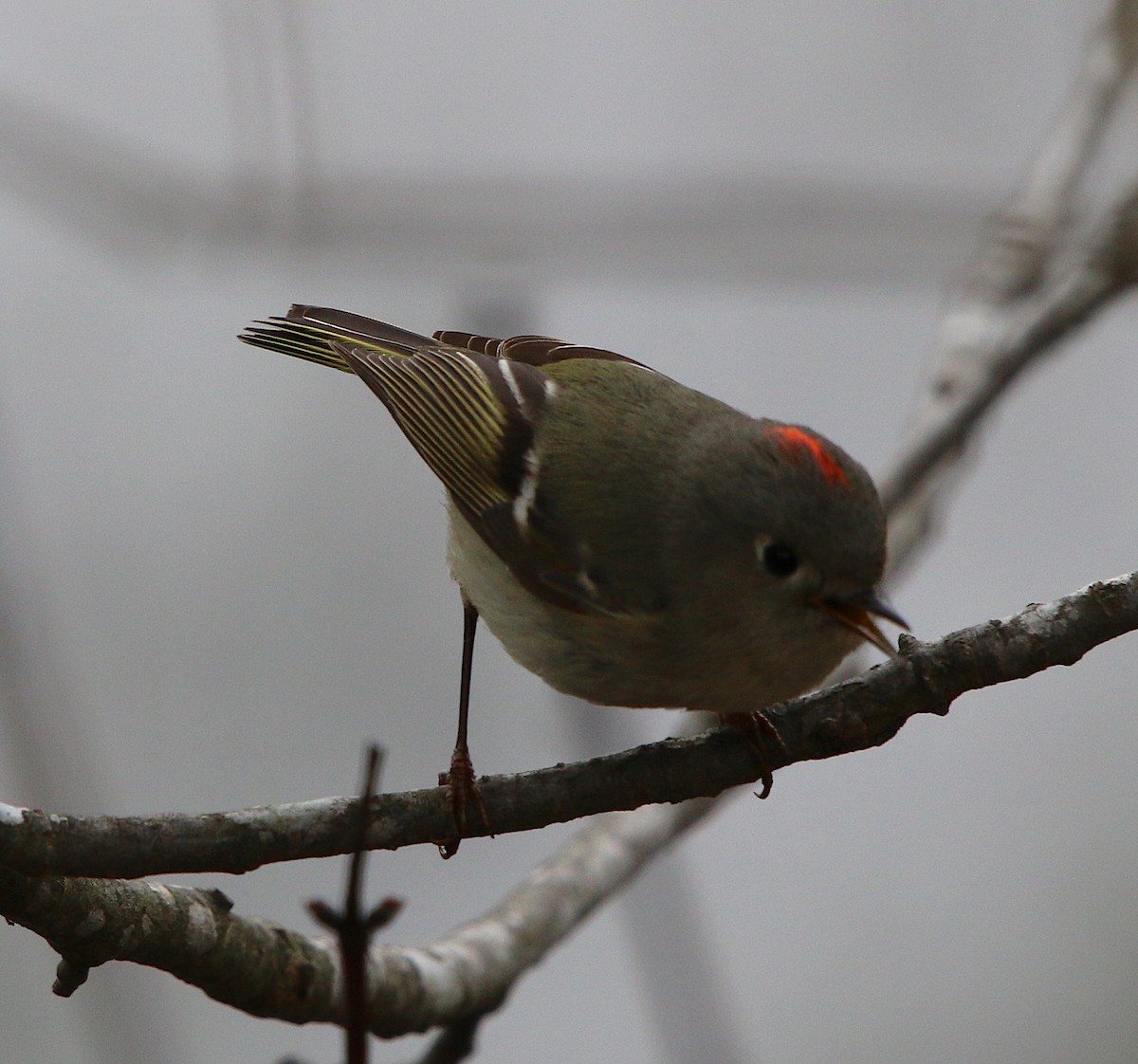 Ruby-crowned Kinglet - ML217787561